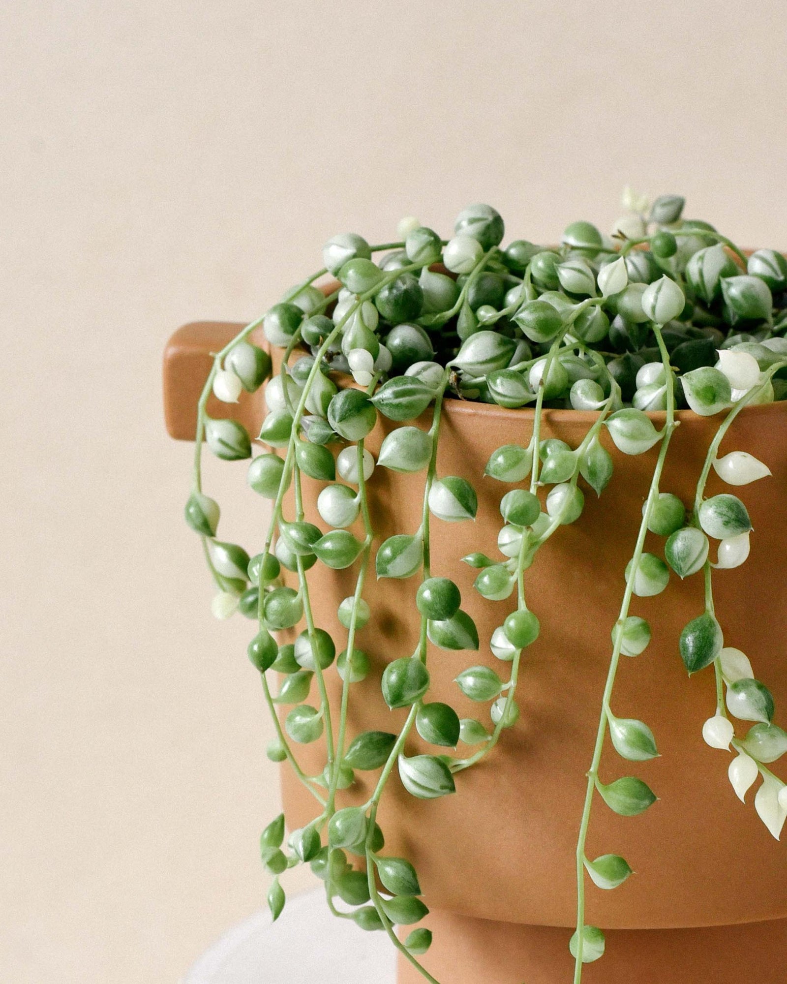 aglaonema variegated pearls Senecio Rowleyanus Variegata (String Of Pearls) Medium