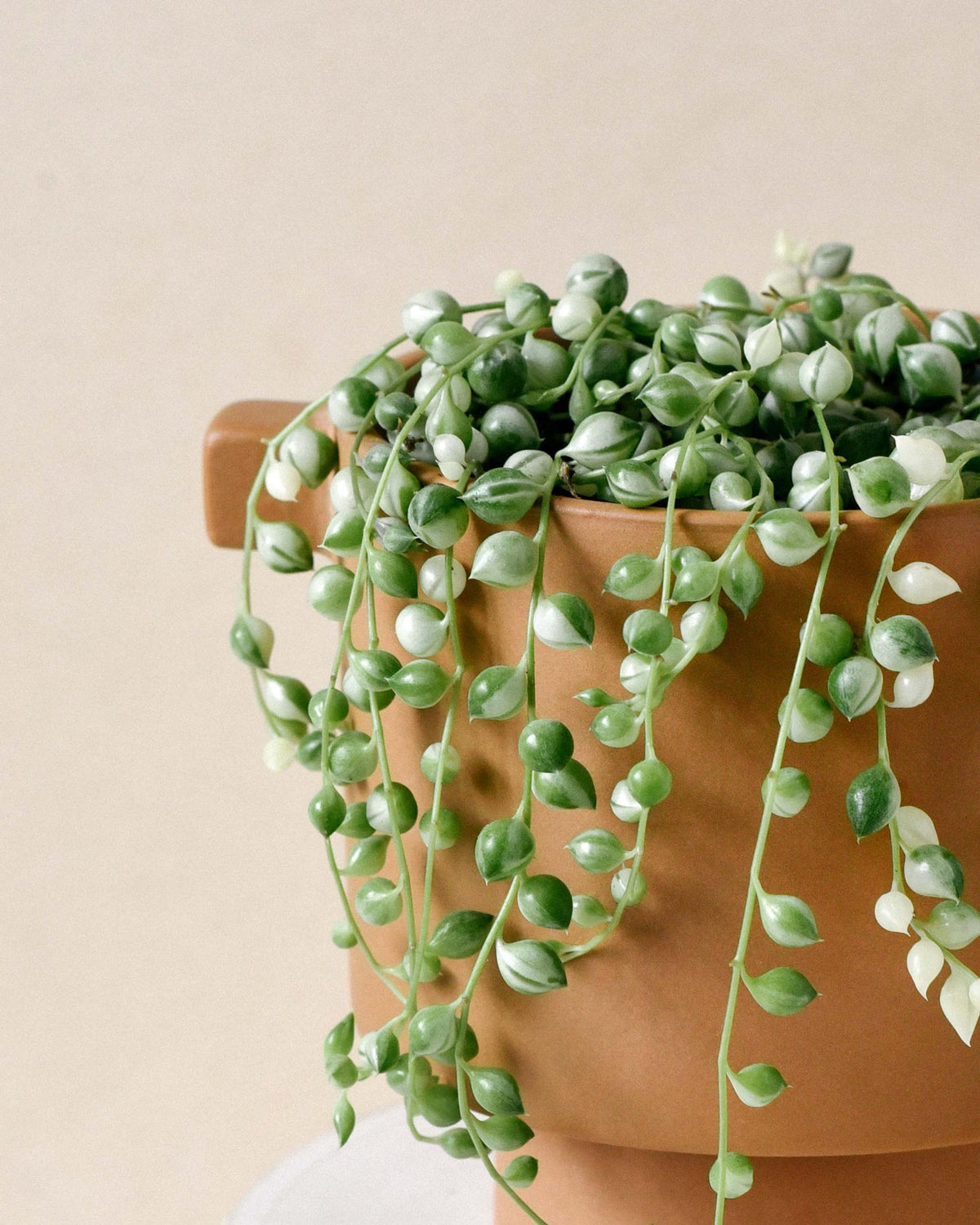 Variegated Senecio Rowleyanus succulent, also known as String Of Pearls, displayed in a decorative planter.
