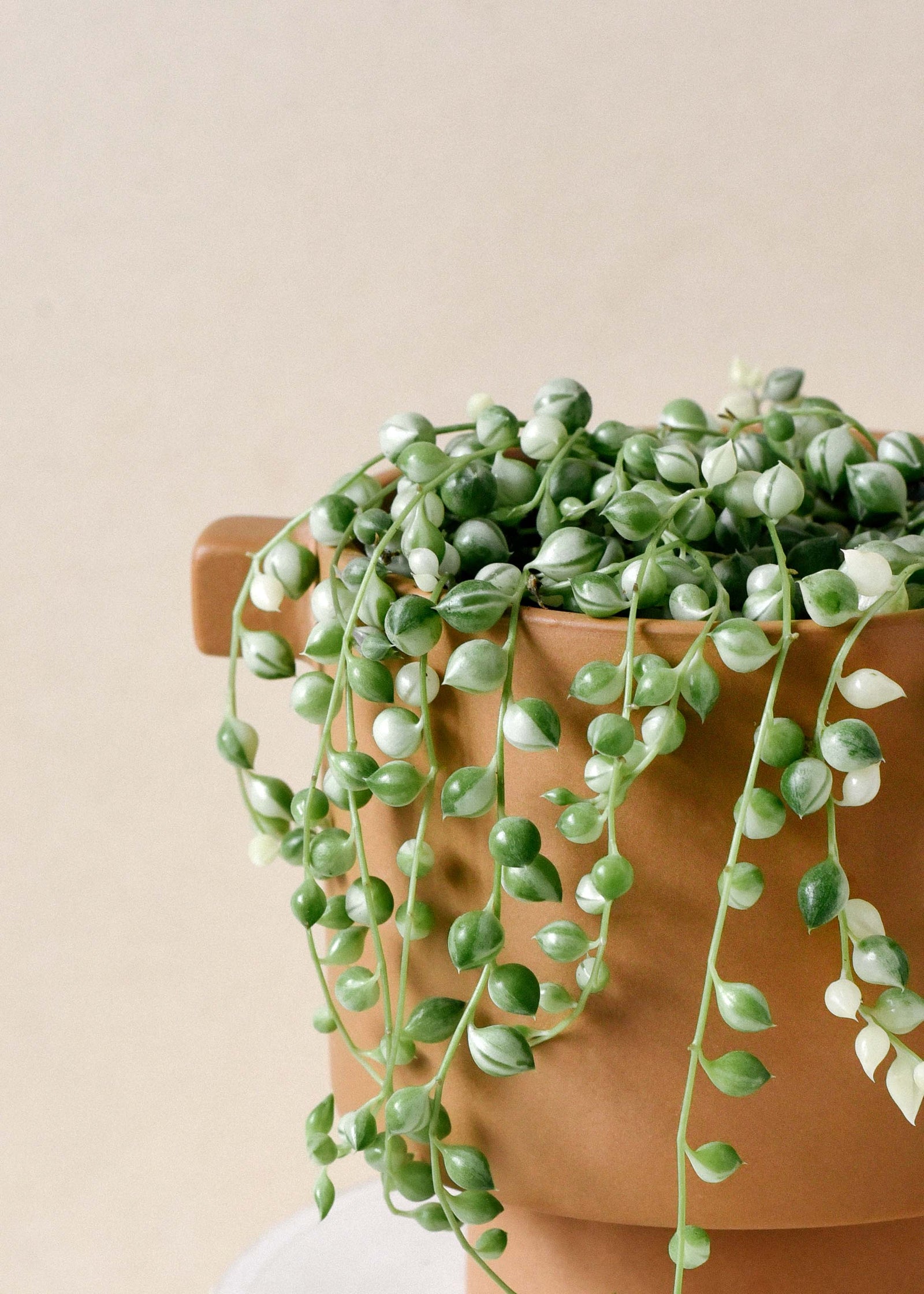 Senecio Rowleyanus Variegata (String Of Pearls)
