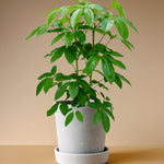 Schefflera Amate XL