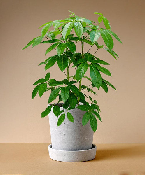 schefflera arboricola compacta houseplant on moss pole 80cm tall Schefflera Amate XL