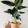 Alocasia 'Regal Shields' L – Large, Approx. 90.0cm height – 21.0cm Pot Default Title