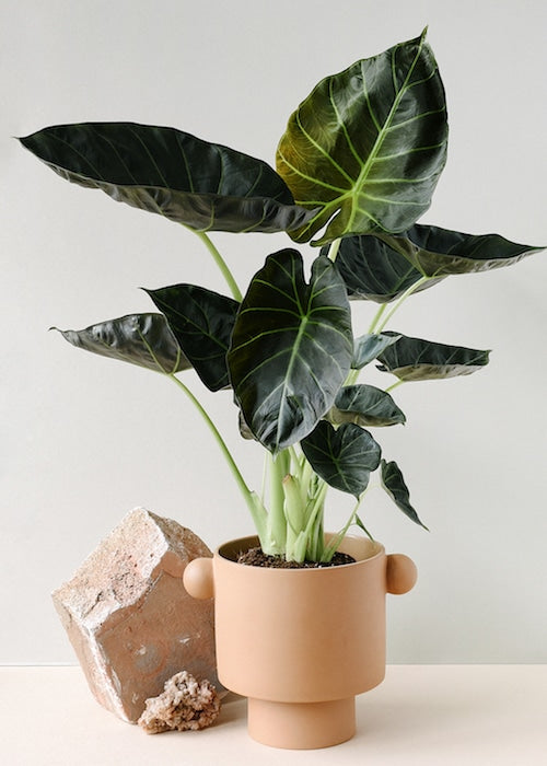 Alocasia 'Regal Shields' L – Large, Approx. 90.0cm height – 21.0cm Pot Default Title