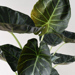 Alocasia 'Regal Shields' L – Large, Approx. 90.0cm height – 21.0cm Pot 3