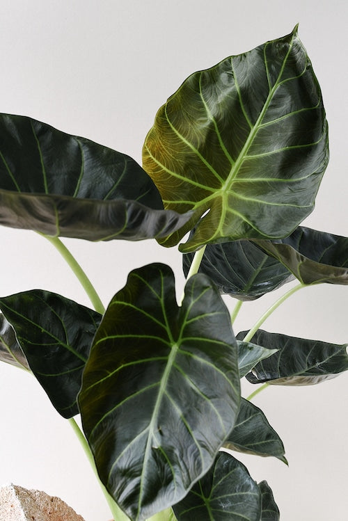 Alocasia 'Regal Shields' L – Large, Approx. 90.0cm height – 21.0cm Pot 3
