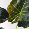 Alocasia 'Regal Shields' Medium