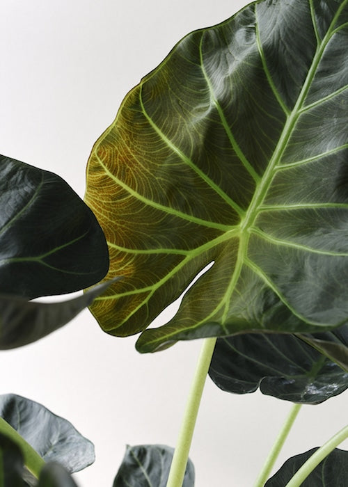 Alocasia 'Regal Shields' L – Large, Approx. 90.0cm height – 21.0cm Pot 2
