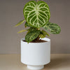 Anthurium Silver Blush XL