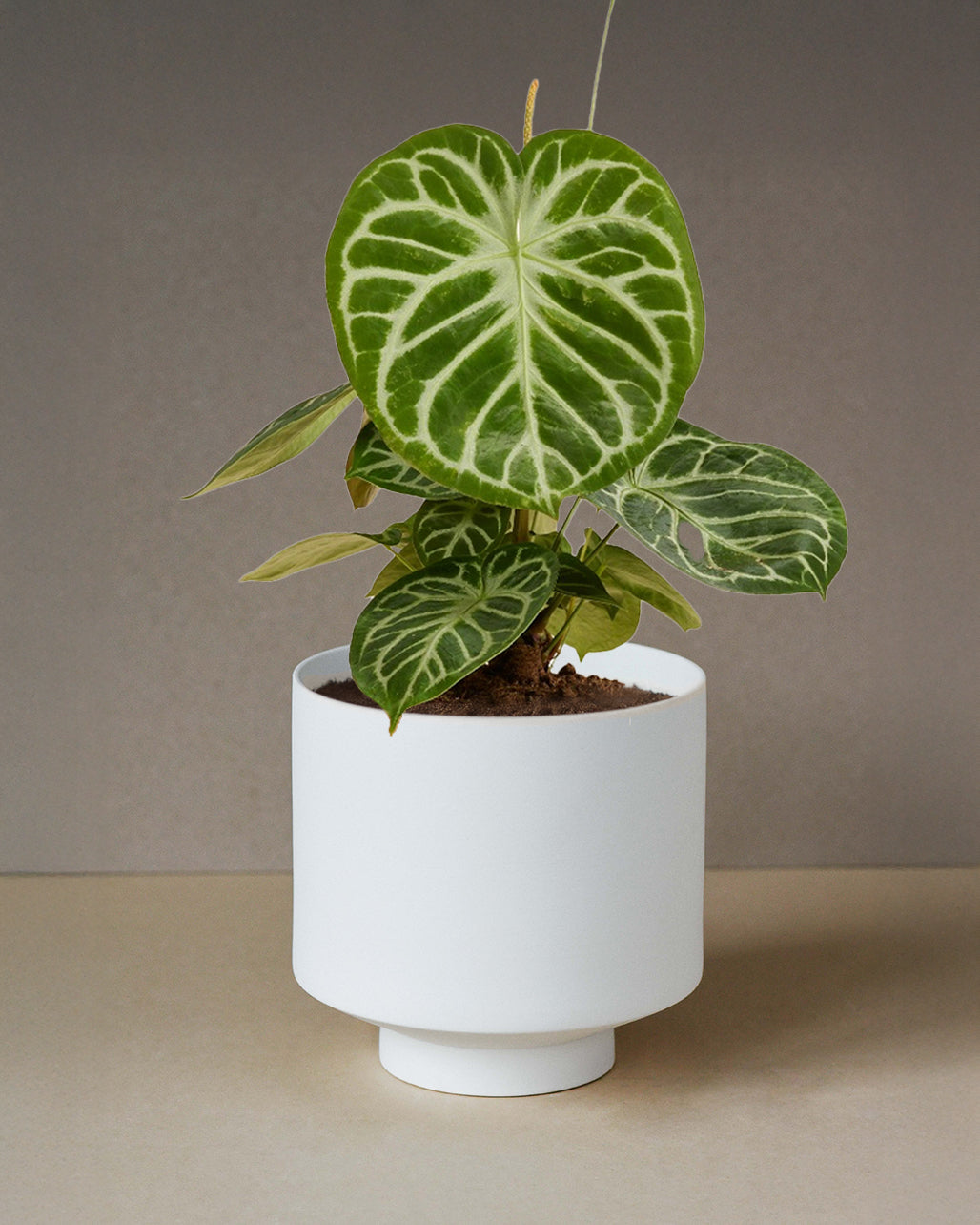 Anthurium Silver Blush XL