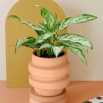 Aglaonema 'silver queen' compact in a terracotta pot with a pastel background