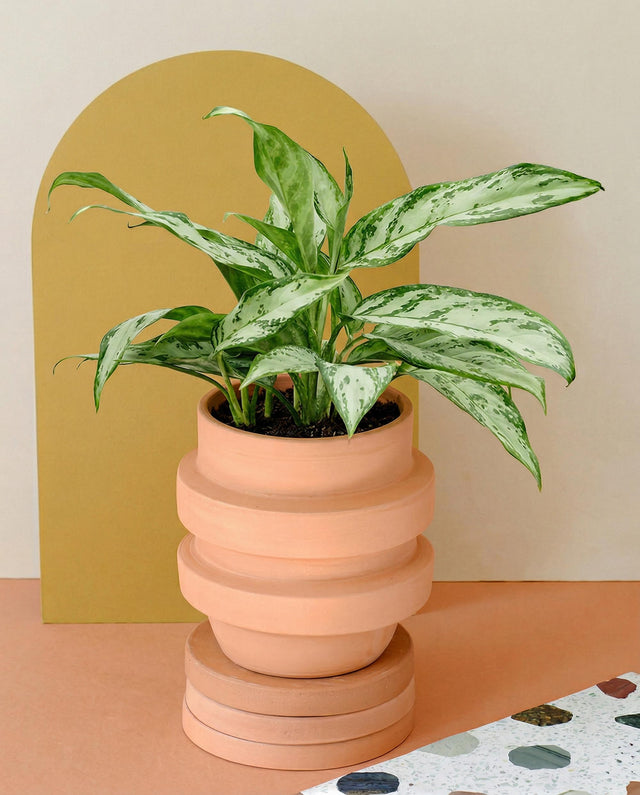 Aglaonema 'silver queen' compact in a terracotta pot with a pastel background