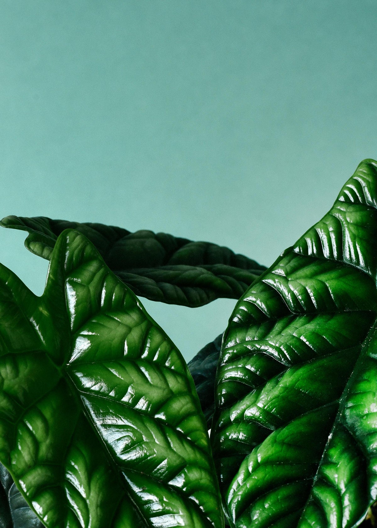 Close-up of alocasia sinuata leaves against a teal background