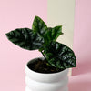 Potted small healthy alocasia sinuata in a white pot on a pink background