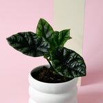 Potted small healthy alocasia sinuata in a white pot on a pink background