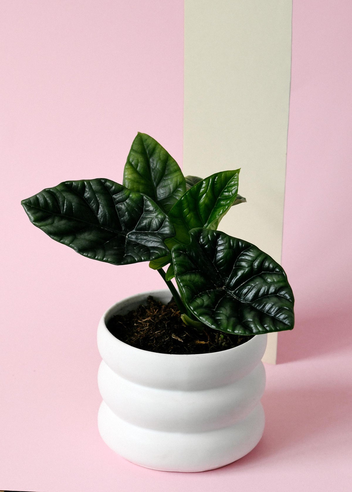 Potted small healthy alocasia sinuata in a white pot on a pink background
