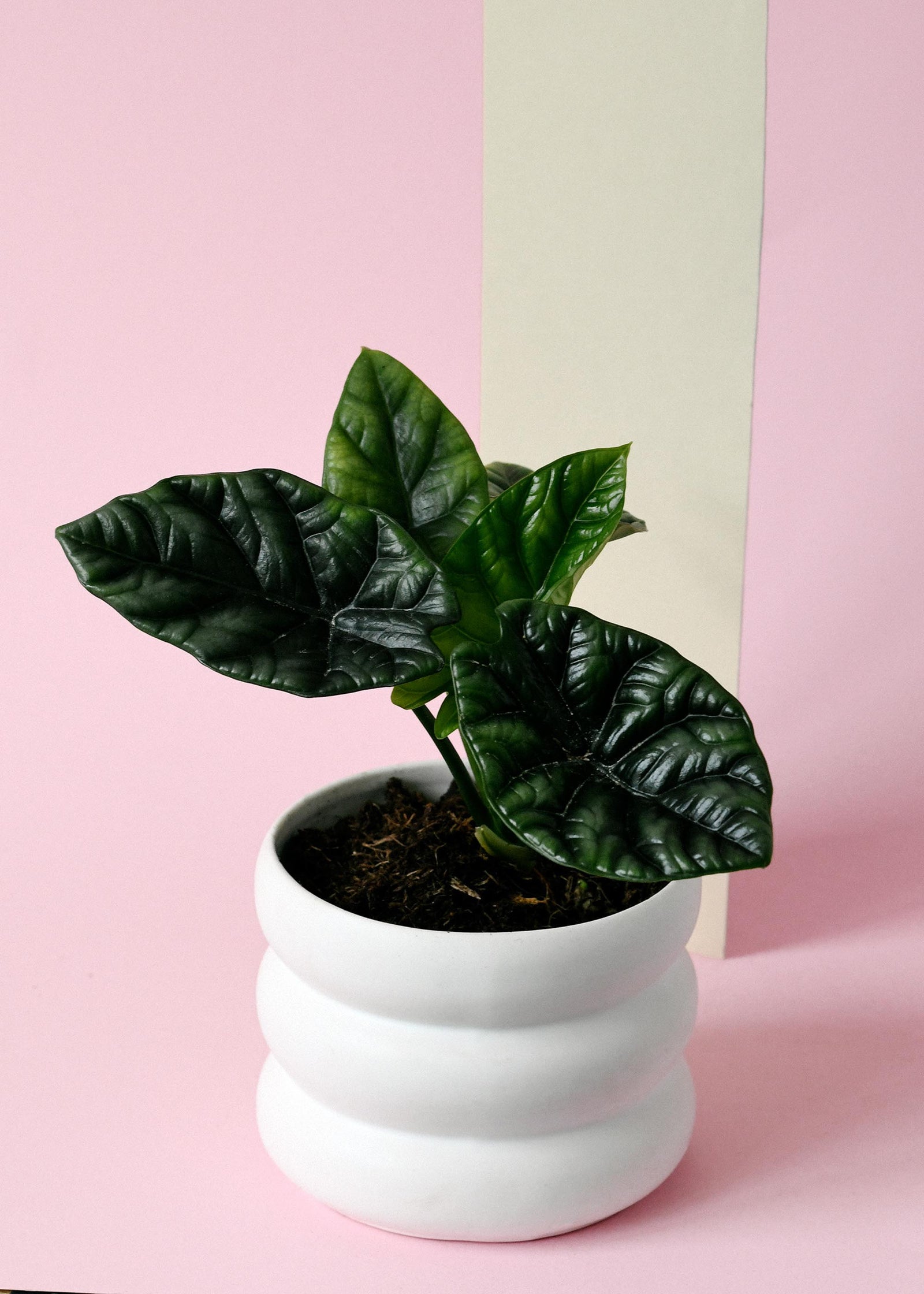 Potted small healthy alocasia sinuata in a white pot on a pink background