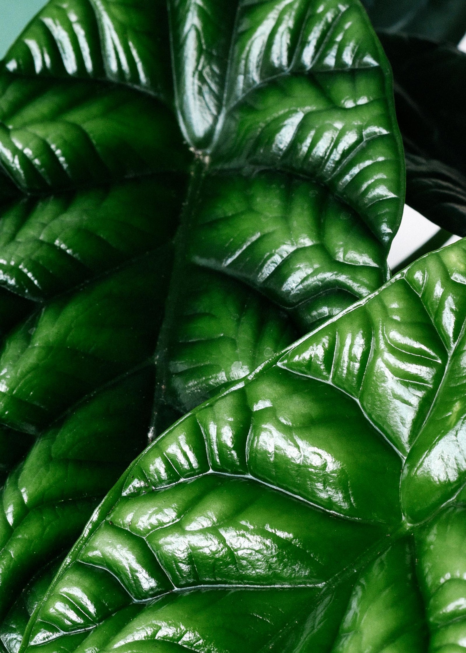 Close-up of glossy green alocasia sinuata leaves