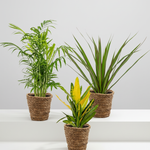 Three potted plants on a white surface with a light gray background