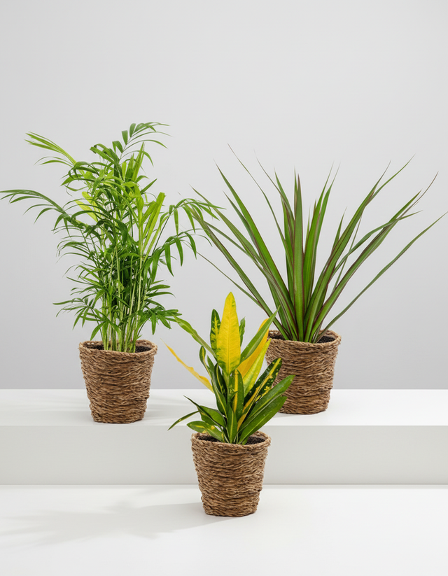 Three potted plants on a white surface with a light gray background