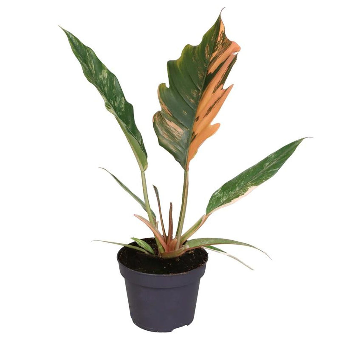 Philodendron 'Caramel Marble' Medium