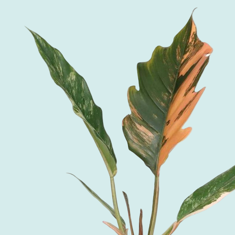 philodendron caramel marble