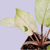 philodendron snowdrift