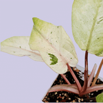 philodendron snowdrift