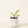 Philodendron 'Snowdrift'