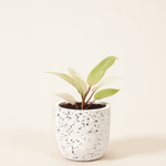 Philodendron 'Snowdrift'