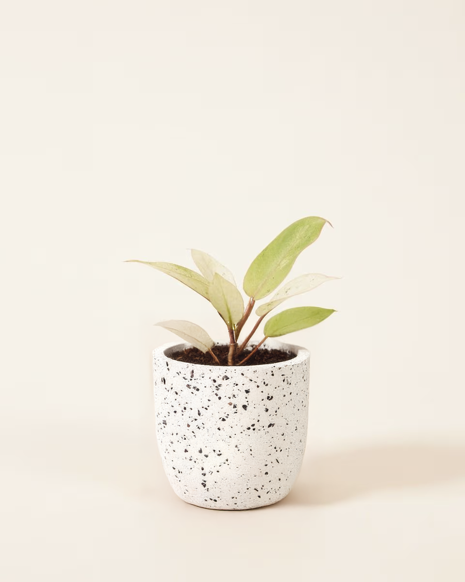 Philodendron 'Snowdrift'