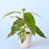 Ficus virens 'Snowstorm'