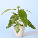 Ficus virens 'Snowstorm'