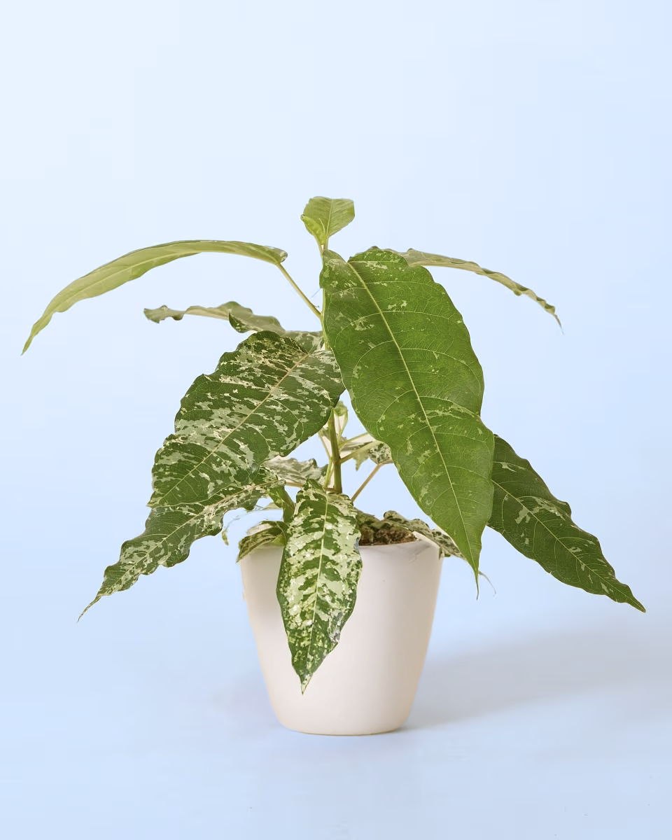 Ficus virens 'Snowstorm'