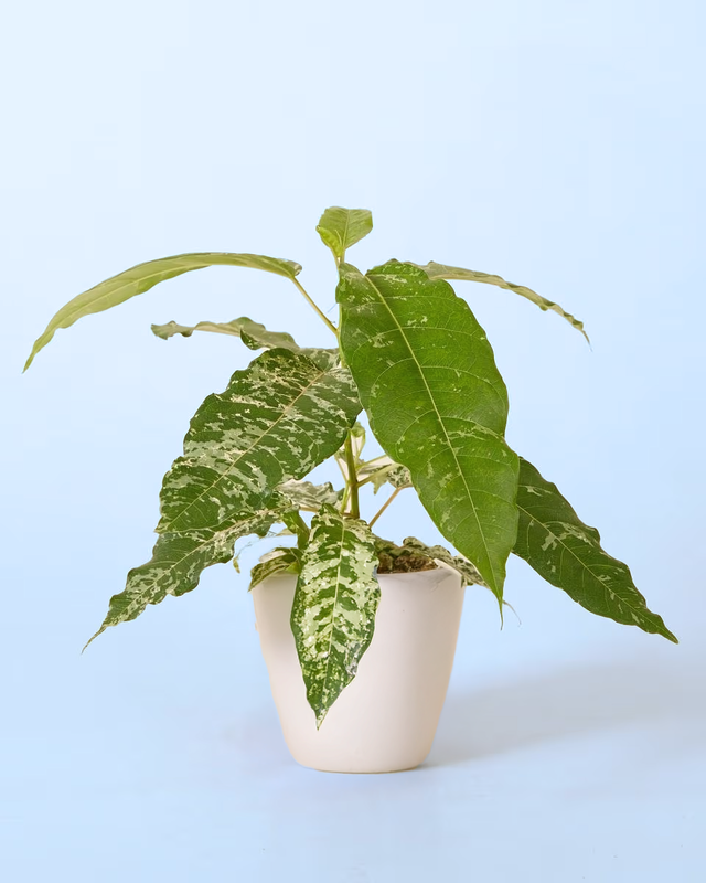 Ficus virens 'Snowstorm'