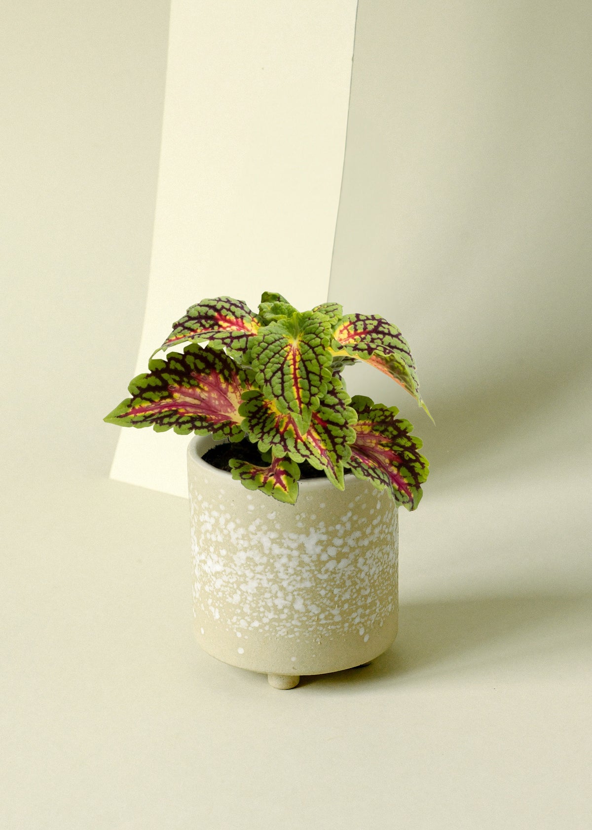 Coleus scutellarioides 'Stained Glassworks Spacecake'