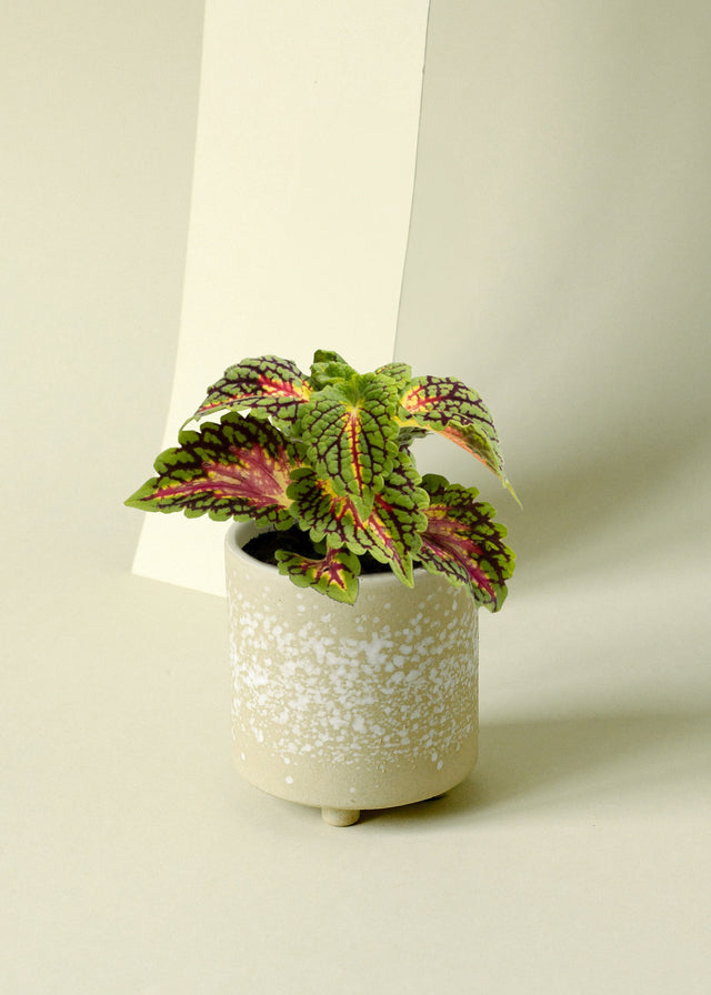 Coleus scutellarioides 'Stained Glassworks Spacecake'
