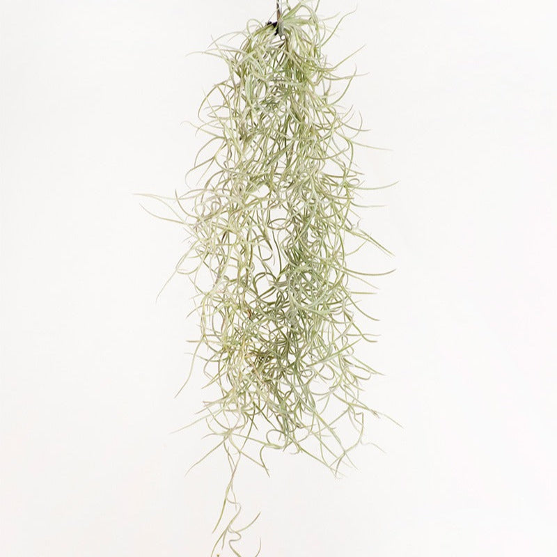 is moss an air plant Spanish Moss (Tillandsia Usneoides) - Premium Air Plant