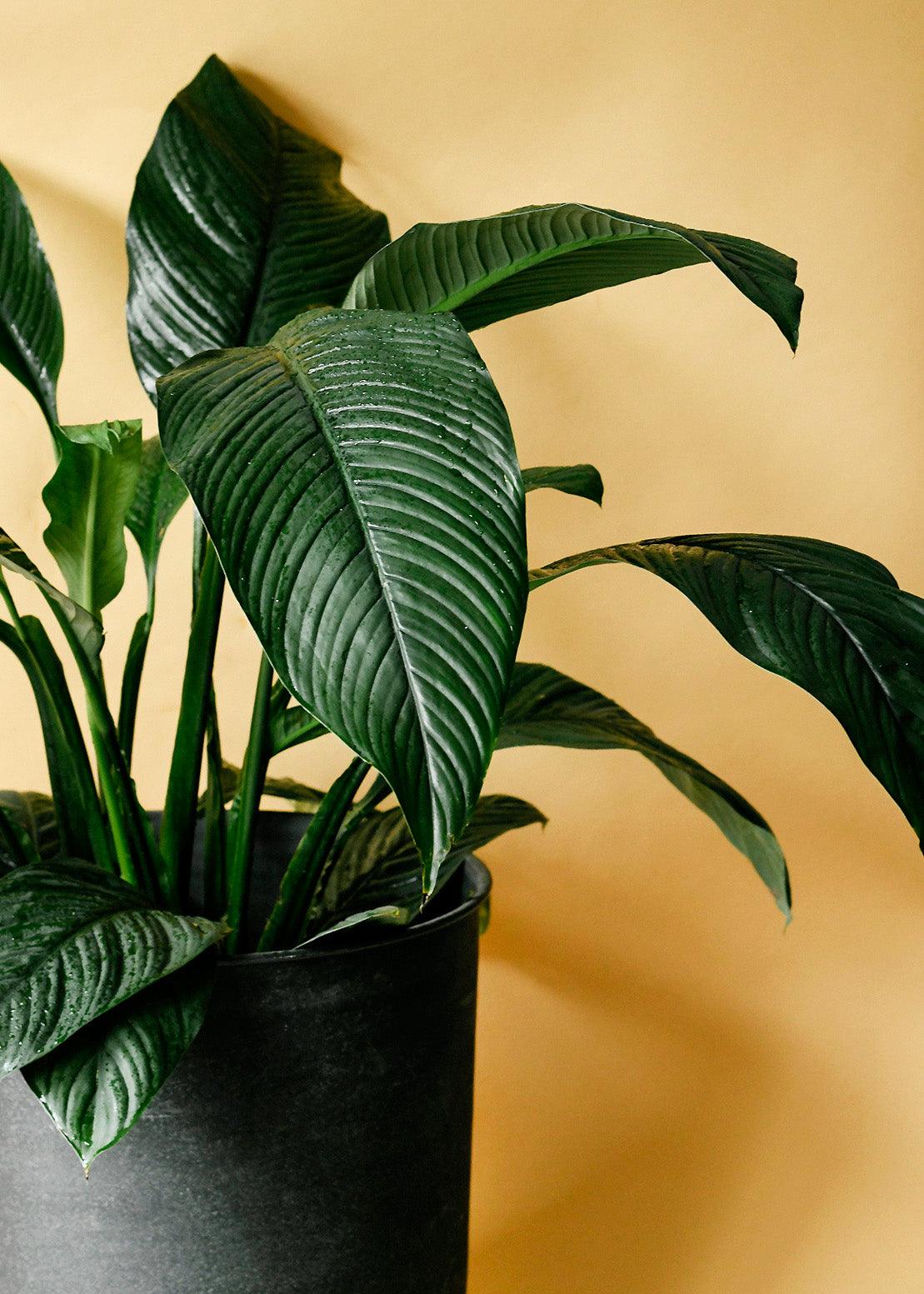 peace lily vs sensation plant Spathiphyllum 'Sensation' XL aka Peace Lily