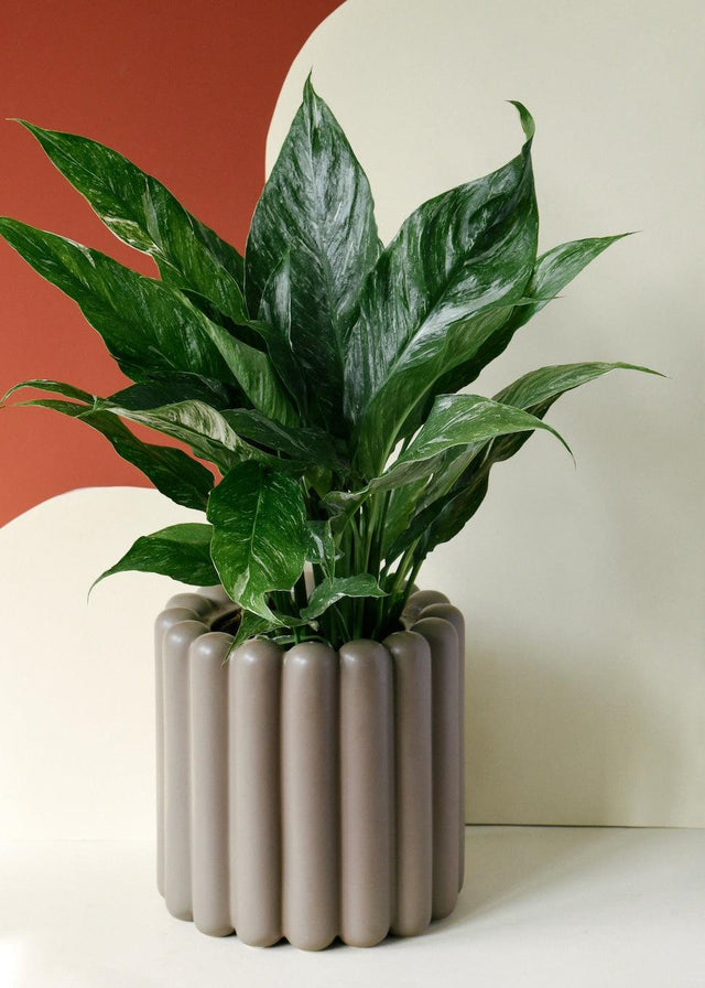 Spathiphyllum Domino – Medium, Approx. 40.0cm height – 12.0cm Pot Default Title 1