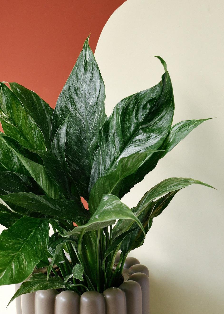 spathiphyllum domino peace lily Spathiphyllum Domino 'Peace Lilly': Air Purifying Beauty