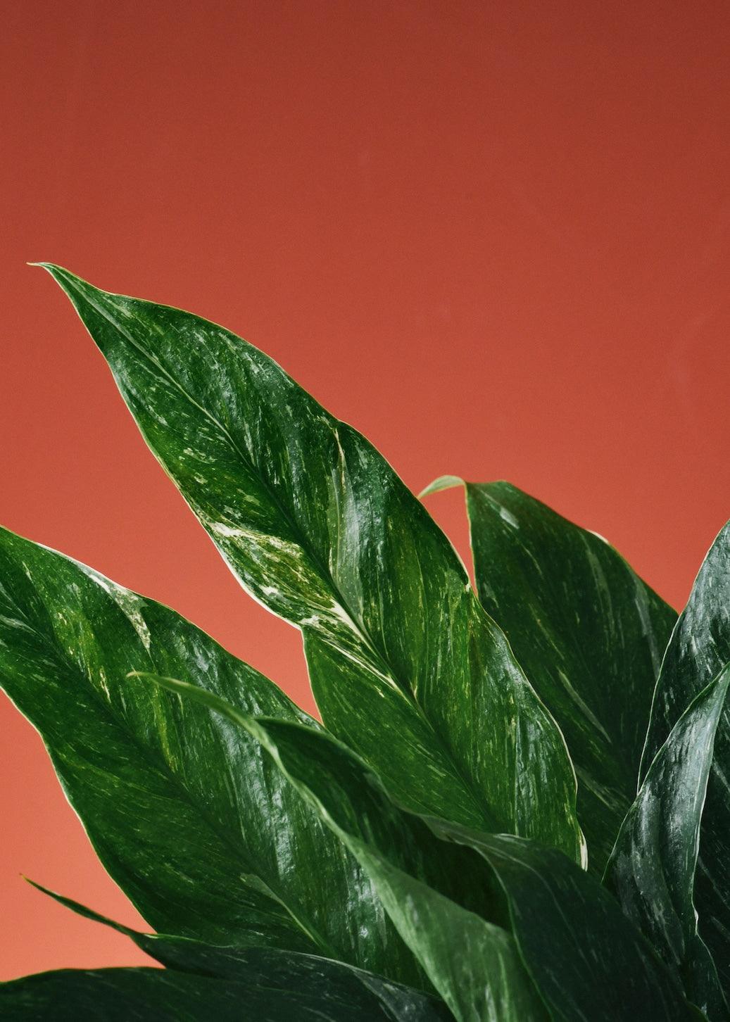 peace lily with red leaves Spathiphyllum Domino 'Peace Lilly': Air Purifying Beauty