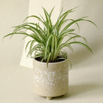 Chlorophytum comosum ‘Variegatum