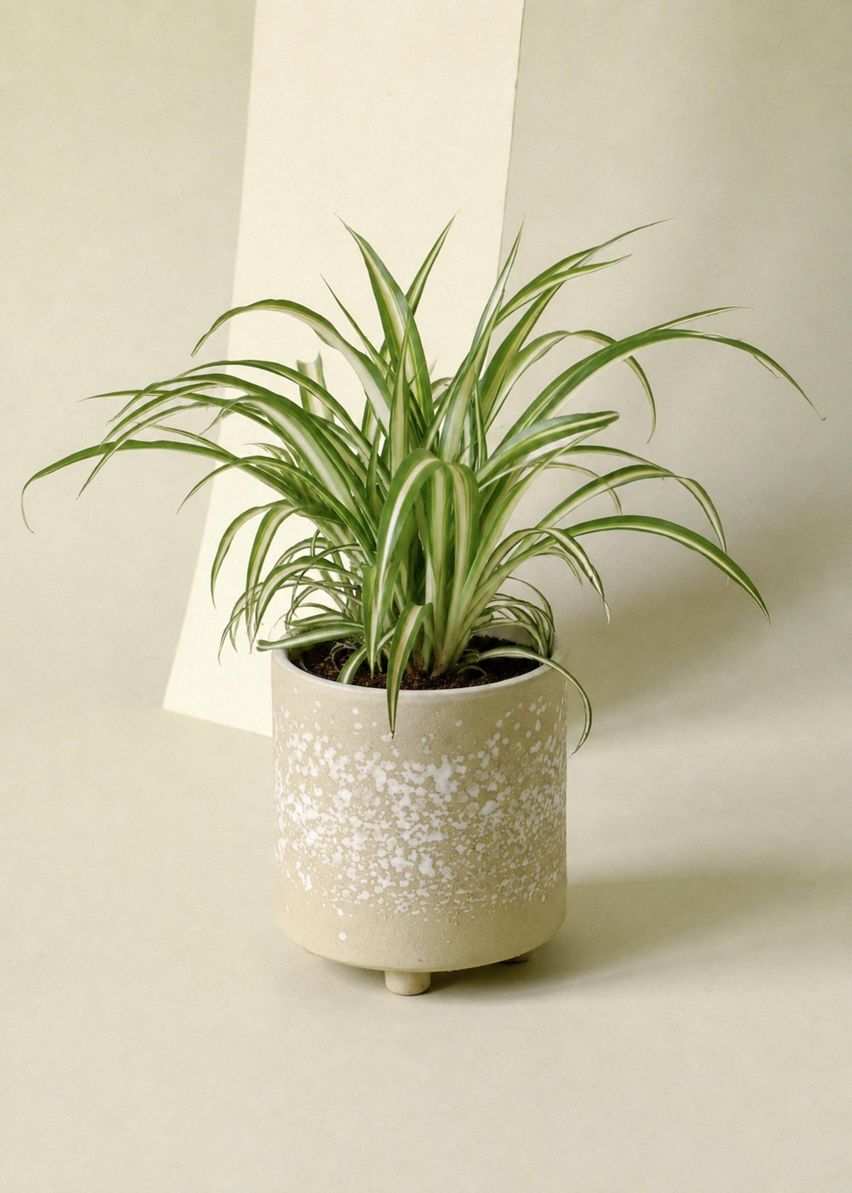 Chlorophytum comosum ‘Variegatum