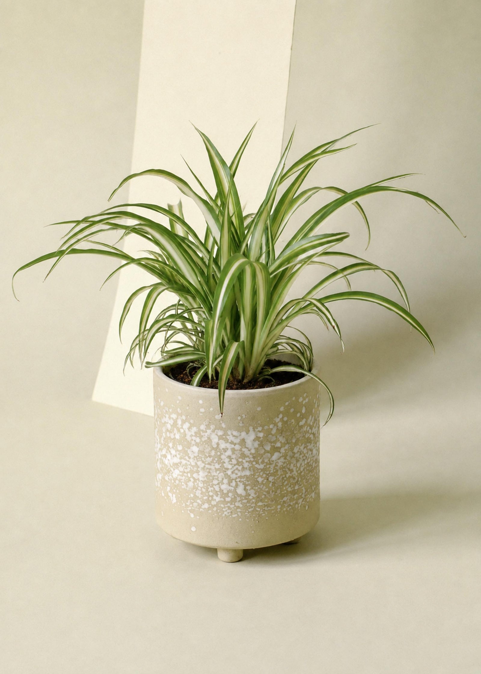 Chlorophytum comosum ‘Variegatum