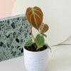 Small potted Philodendron 'Splendid' (verrucosum x melanochrysum)  with heart-shaped leaves on a white surface with a terrazzo pattern.