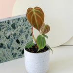 Small potted Philodendron 'Splendid' (verrucosum x melanochrysum)  with heart-shaped leaves on a white surface with a terrazzo pattern.