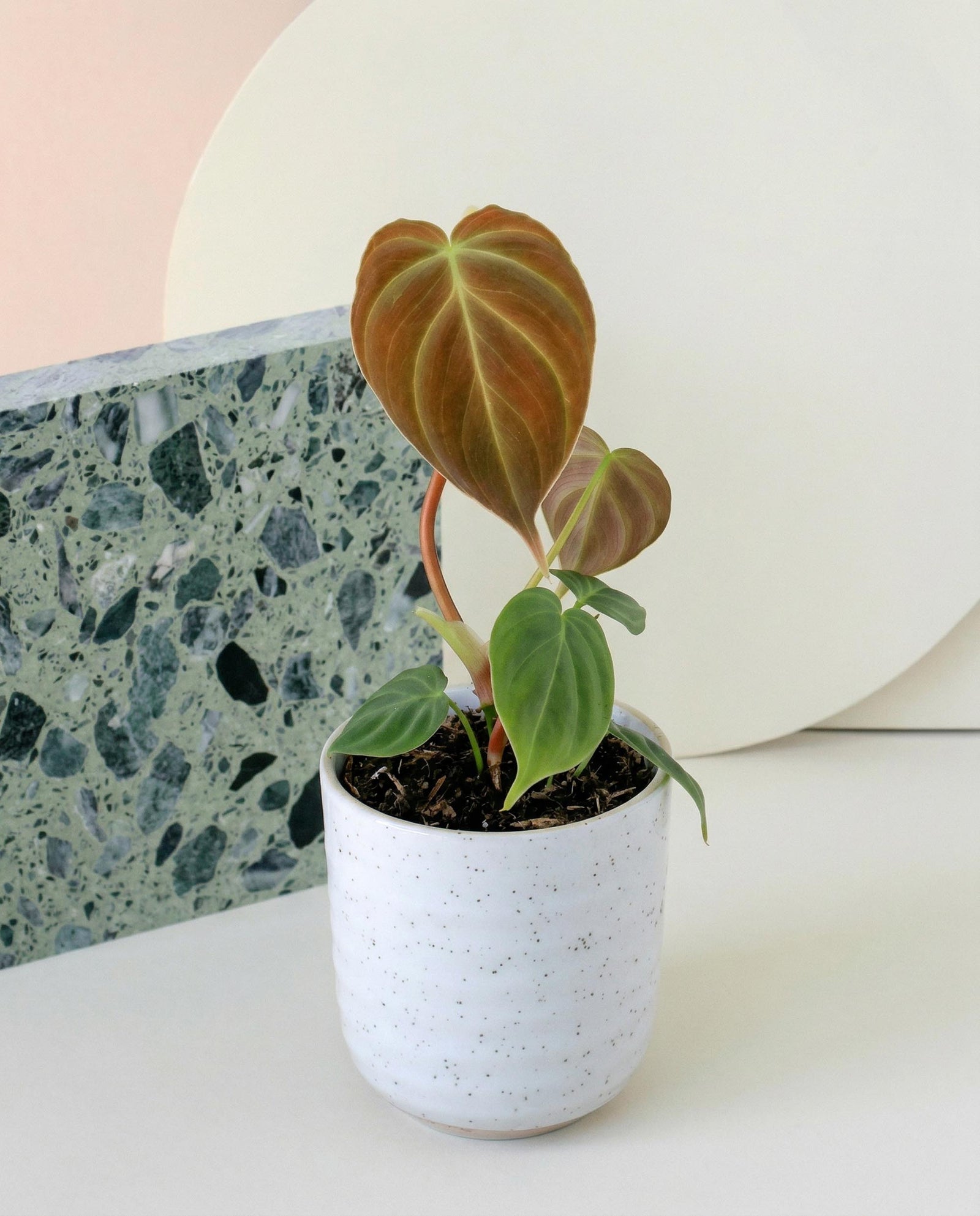 Small potted Philodendron 'Splendid' (verrucosum x melanochrysum)  with heart-shaped leaves on a white surface with a terrazzo pattern.