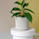 Healthy baby Philodendron squamiferum potted plant on a white pedestal against a neutral background