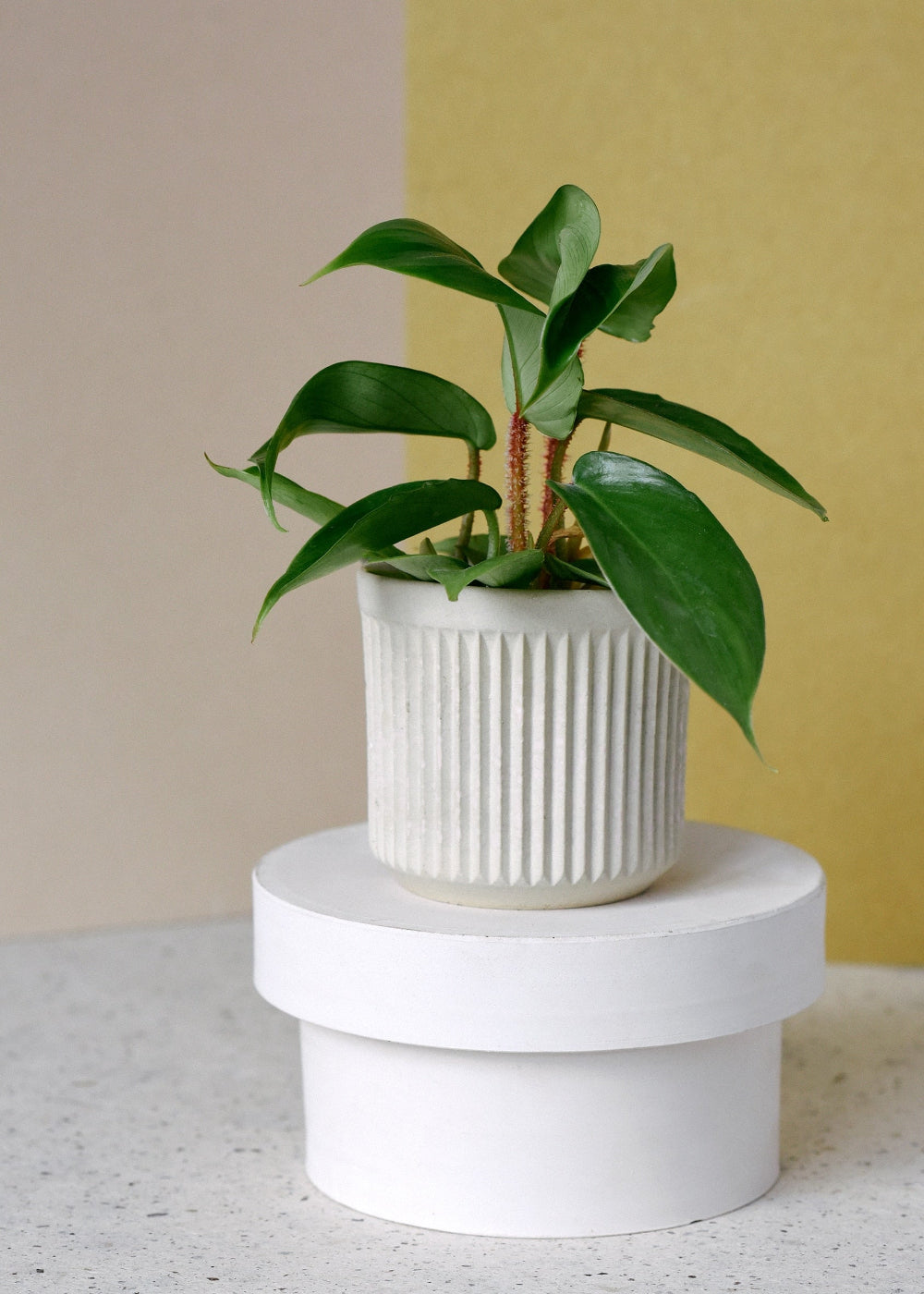 Healthy baby Philodendron squamiferum potted plant on a white pedestal against a neutral background