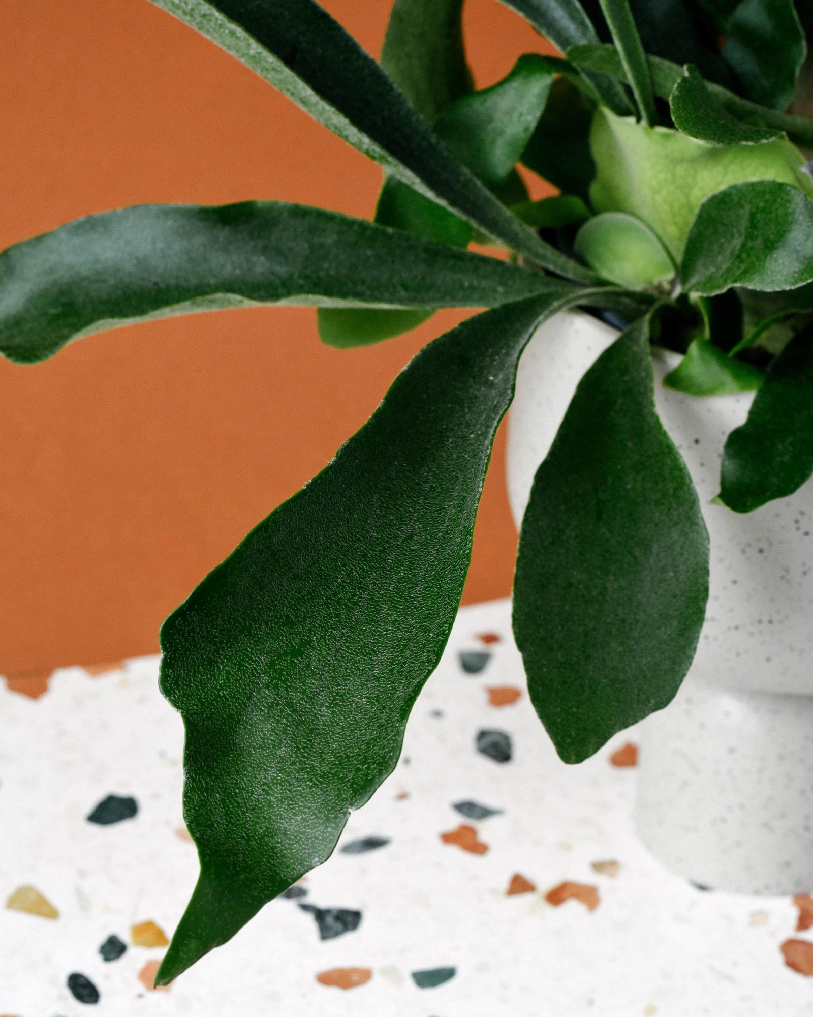 Side view of staghorn fern ‘Netherlands’ in modern planter with thick, green antler-shaped fronds.
